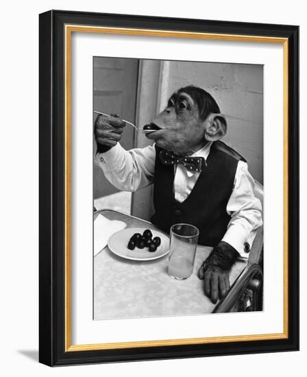 Chimpanzee Dining at a Table-null-Framed Photographic Print