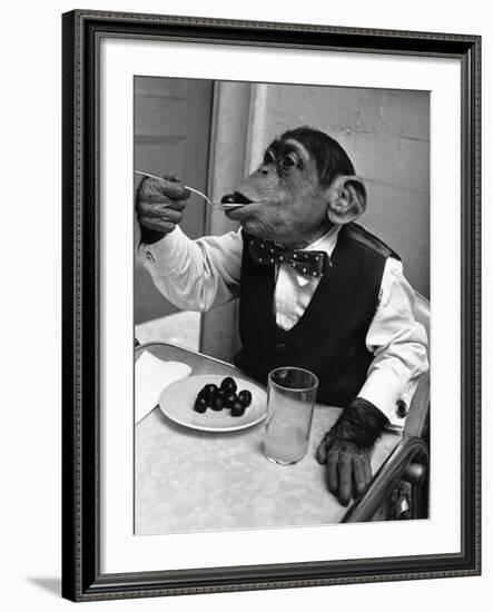 Chimpanzee Dining at a Table-null-Framed Photographic Print