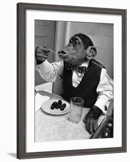 Chimpanzee Dining at a Table-null-Framed Photographic Print