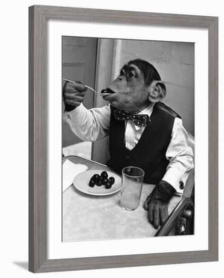 Chimpanzee Dining at a Table-null-Framed Photographic Print