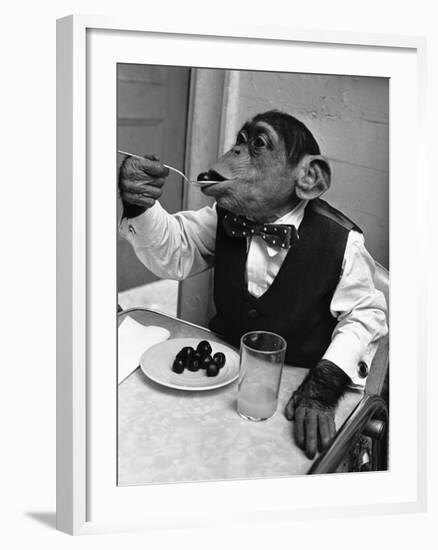 Chimpanzee Dining at a Table-null-Framed Photographic Print