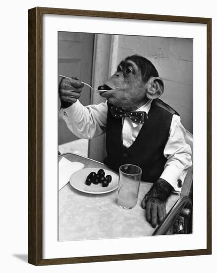 Chimpanzee Dining at a Table-null-Framed Photographic Print