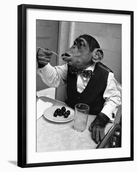 Chimpanzee Dining at a Table-null-Framed Photographic Print