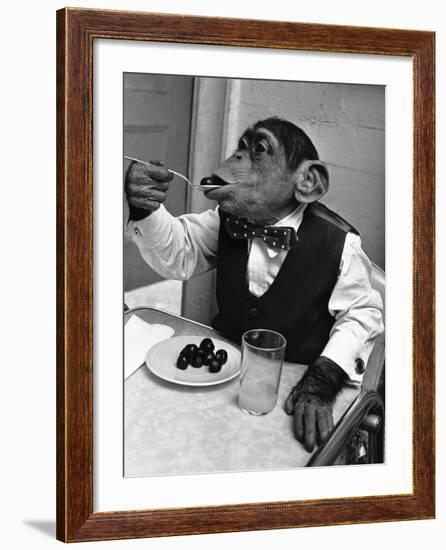 Chimpanzee Dining at a Table-null-Framed Photographic Print