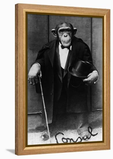 Chimpanzee Dressed in Evening Wear-null-Framed Premier Image Canvas