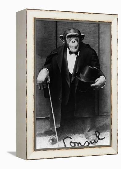 Chimpanzee Dressed in Evening Wear-null-Framed Premier Image Canvas