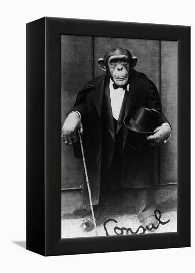 Chimpanzee Dressed in Evening Wear-null-Framed Premier Image Canvas