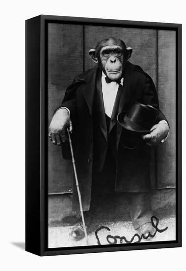 Chimpanzee Dressed in Evening Wear-null-Framed Premier Image Canvas