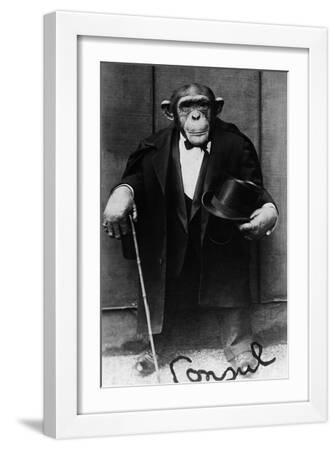 【Chimさん専用】マスター写真集 BLACK & WHITE Chimpanzee Black and White Photography Wall Art: Prints, Paintings