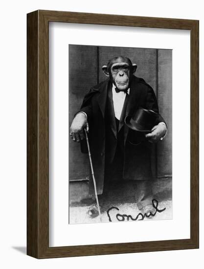 Chimpanzee Dressed in Evening Wear-null-Framed Photographic Print