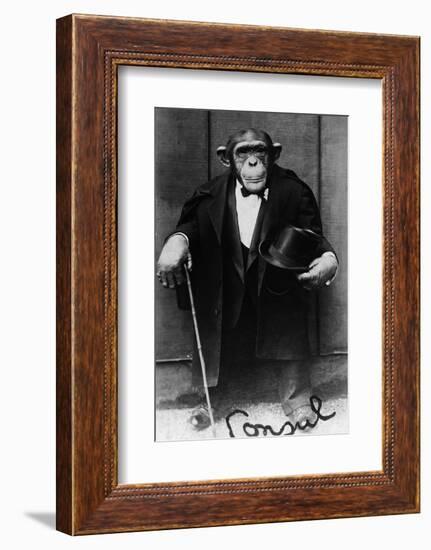 Chimpanzee Dressed in Evening Wear-null-Framed Photographic Print