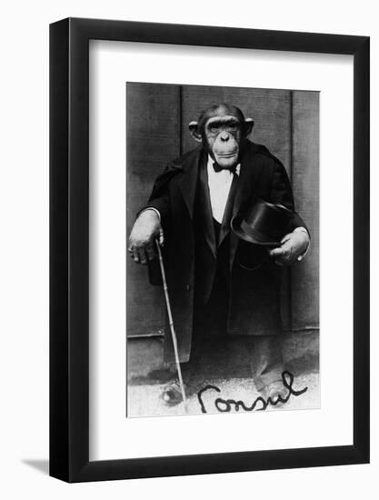 Chimpanzee Dressed in Evening Wear-null-Framed Photographic Print