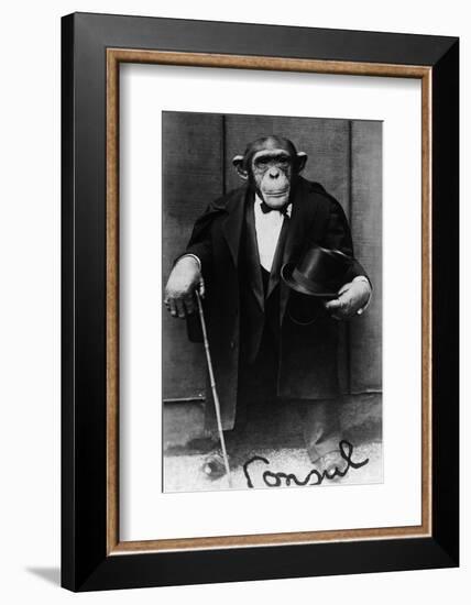 Chimpanzee Dressed in Evening Wear-null-Framed Photographic Print