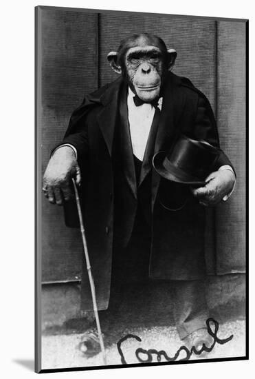 Chimpanzee Dressed in Evening Wear-null-Mounted Photographic Print