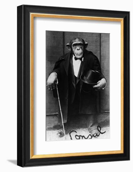 Chimpanzee Dressed in Evening Wear-null-Framed Photographic Print