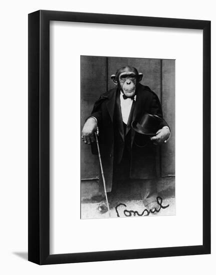 Chimpanzee Dressed in Evening Wear-null-Framed Photographic Print