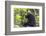 Chimpanzee eating wild jackfruit, Kibale National Park, Uganda-Keren Su-Framed Photographic Print