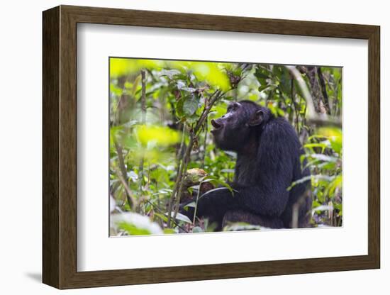 Chimpanzee eating wild jackfruit, Kibale National Park, Uganda-Keren Su-Framed Photographic Print