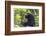 Chimpanzee eating wild jackfruit, Kibale National Park, Uganda-Keren Su-Framed Photographic Print