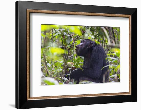 Chimpanzee eating wild jackfruit, Kibale National Park, Uganda-Keren Su-Framed Photographic Print