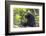 Chimpanzee eating wild jackfruit, Kibale National Park, Uganda-Keren Su-Framed Photographic Print