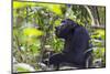 Chimpanzee eating wild jackfruit, Kibale National Park, Uganda-Keren Su-Mounted Photographic Print