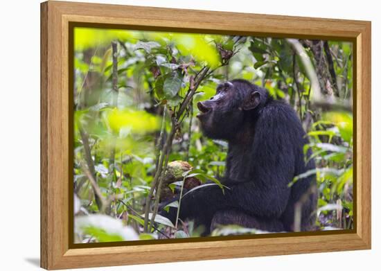 Chimpanzee eating wild jackfruit, Kibale National Park, Uganda-Keren Su-Framed Premier Image Canvas