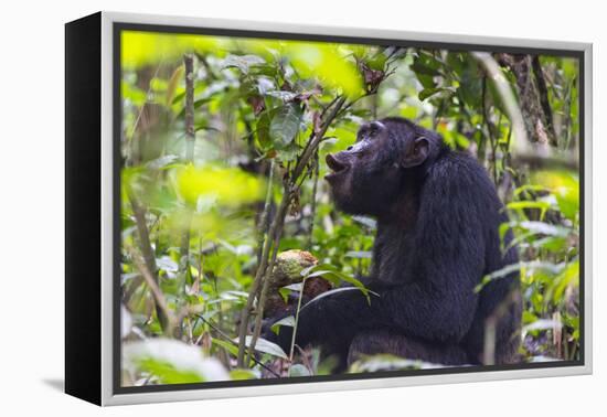 Chimpanzee eating wild jackfruit, Kibale National Park, Uganda-Keren Su-Framed Premier Image Canvas