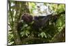 Chimpanzee female in a nest, Kibale National Park, Uganda-Eric Baccega-Mounted Photographic Print