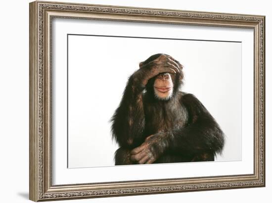 Chimpanzee Hand over Eyes 'See No Evil'-null-Framed Photographic Print