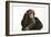 Chimpanzee Hand over Eyes 'See No Evil'-null-Framed Photographic Print