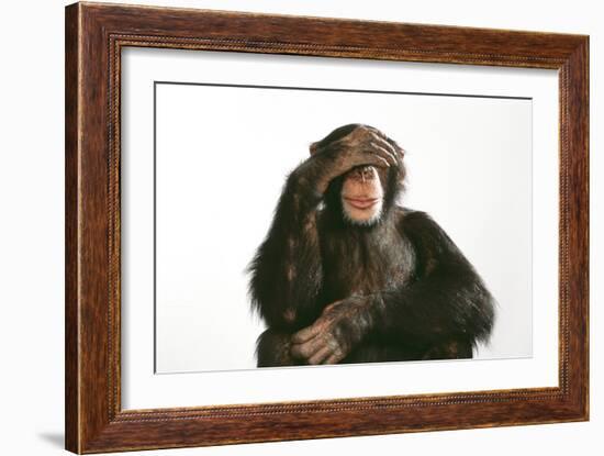 Chimpanzee Hand over Eyes 'See No Evil'-null-Framed Photographic Print