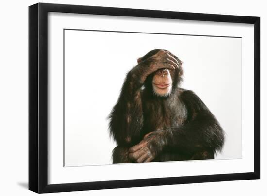 Chimpanzee Hand over Eyes 'See No Evil'-null-Framed Photographic Print