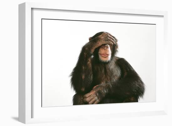 Chimpanzee Hand over Eyes 'See No Evil'-null-Framed Photographic Print