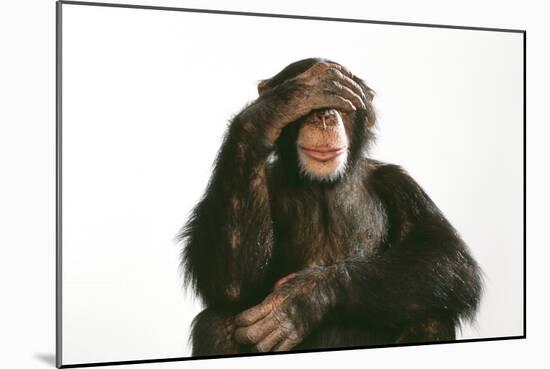 Chimpanzee Hand over Eyes 'See No Evil'-null-Mounted Photographic Print