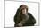Chimpanzee Hand over Eyes 'See No Evil'-null-Mounted Photographic Print