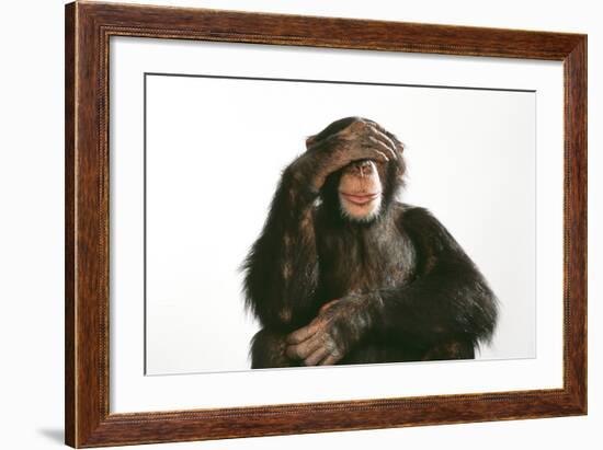 Chimpanzee Hand over Eyes 'See No Evil'-null-Framed Photographic Print