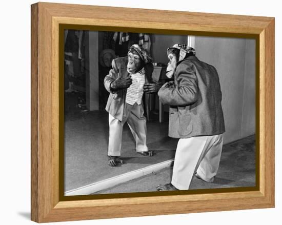 Chimpanzee in a Jacket and Trousers in Front of a Mirror-null-Framed Stretched Canvas