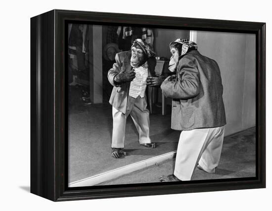 Chimpanzee in a Jacket and Trousers in Front of a Mirror-null-Framed Stretched Canvas