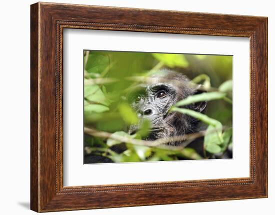 Chimpanzee in Bush at Mahale Mountains National Park, Tanzania-Paul Joynson Hicks-Framed Photographic Print