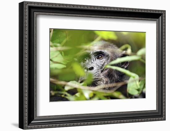 Chimpanzee in Bush at Mahale Mountains National Park, Tanzania-Paul Joynson Hicks-Framed Photographic Print