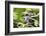 Chimpanzee in Bush at Mahale Mountains National Park, Tanzania-Paul Joynson Hicks-Framed Photographic Print