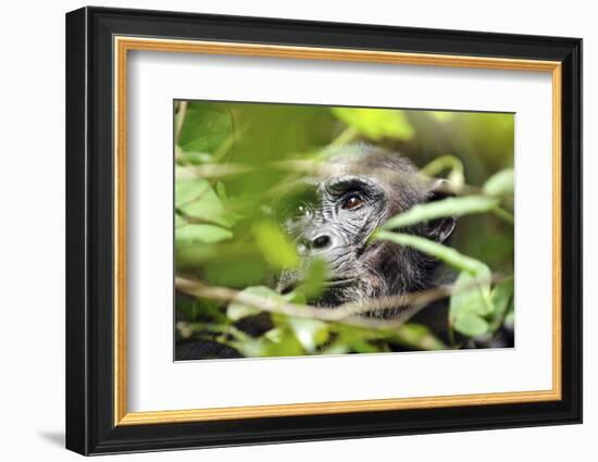 Chimpanzee in Bush at Mahale Mountains National Park, Tanzania-Paul Joynson Hicks-Framed Photographic Print