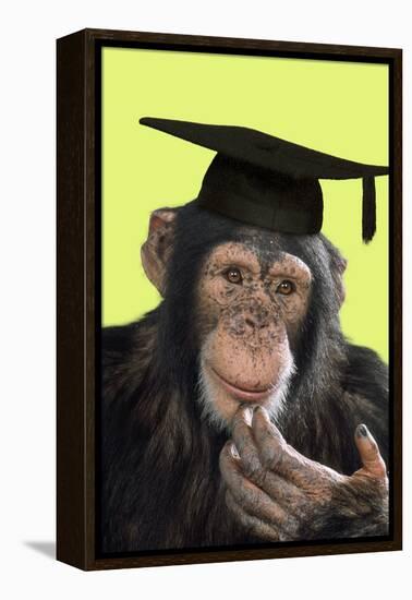 Chimpanzee in Mortarboard-null-Framed Premier Image Canvas