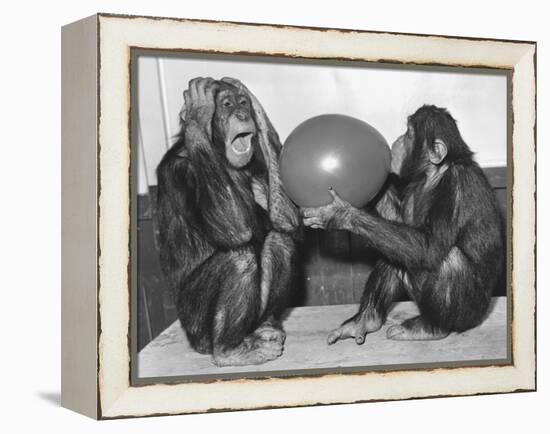 Chimpanzee Inflates a Balloon-null-Framed Premier Image Canvas