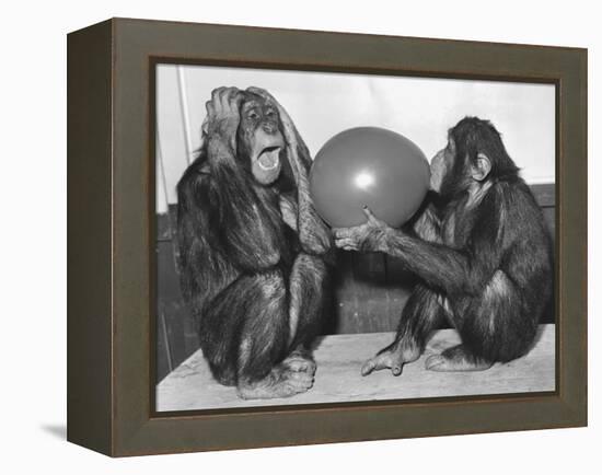 Chimpanzee Inflates a Balloon-null-Framed Premier Image Canvas