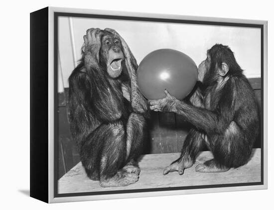 Chimpanzee Inflates a Balloon-null-Framed Premier Image Canvas