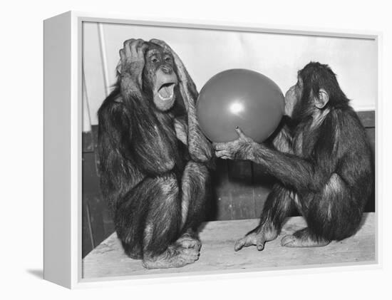 Chimpanzee Inflates a Balloon-null-Framed Premier Image Canvas