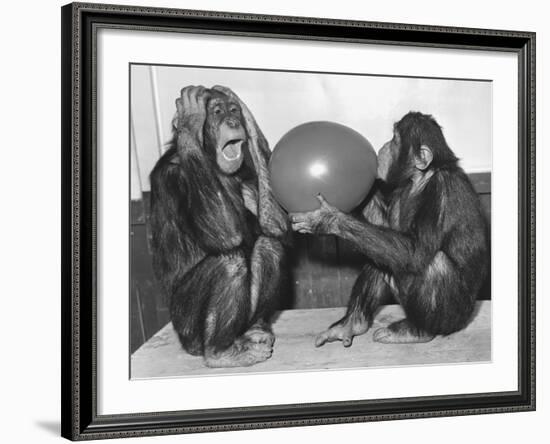 Chimpanzee Inflates a Balloon--Framed Photographic Print