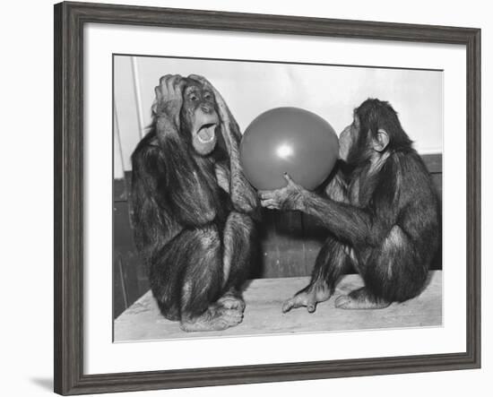 Chimpanzee Inflates a Balloon-null-Framed Photographic Print